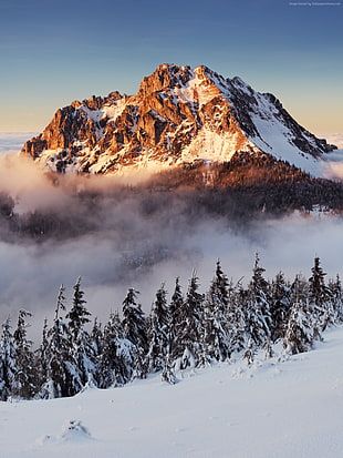 mountain range, mountains, forest, snow HD wallpaper