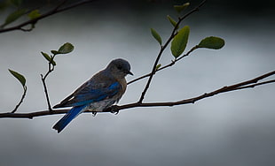 blue small beak bird perching on tree twig