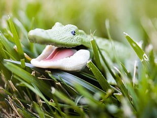 selective focus of green crocodile toy on green leaf plants photo