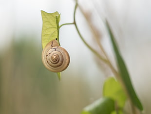 close up photo of snail on leaf during daytime