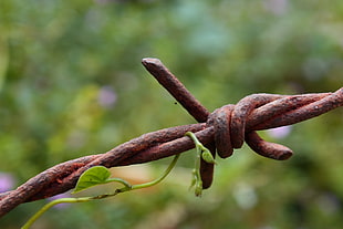 macro photo of rusty brown barb wire