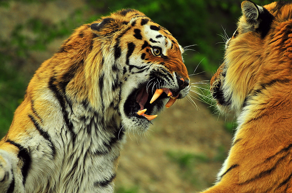 two tigers HD wallpaper