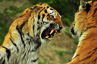 two tigers HD wallpaper
