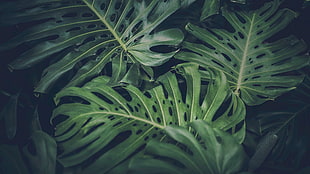 green leafed plant, leaves, green, nature, philodendron