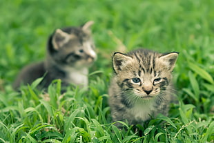 two silver tabby kittens on a Bermuda grasses