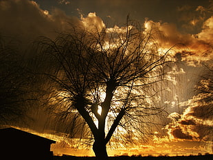silhouette photo of bare tree under sunset