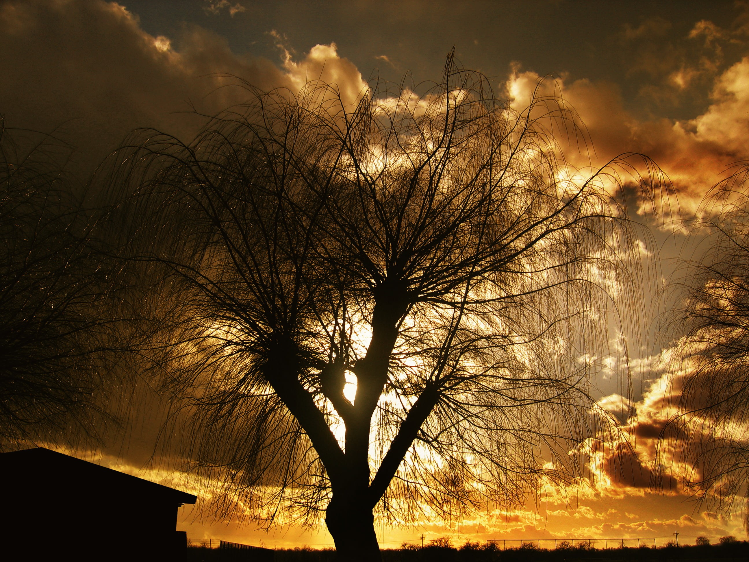silhouette photo of bare tree under sunset