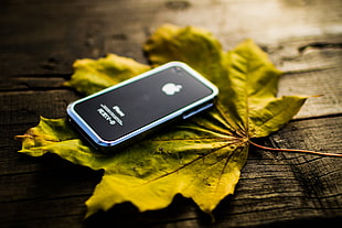 rectangular cordless black and gray Apple device on green leaf and brown wood plank
