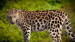 leopard in closeup photography