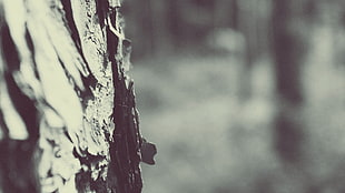 monochrome, trees, depth of field, winter HD wallpaper