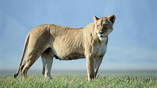 brown lioness at the grass field during daytime