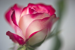 closeup photo of pink and white rose