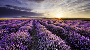 purple lavender flower field, nature, purple, lavender HD wallpaper