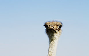 ostrich head HD wallpaper