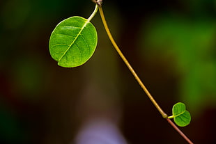 close up photography of green leaf, green leaves