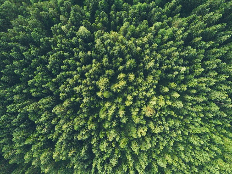 green leaf trees, Trees, Top view, Green HD wallpaper