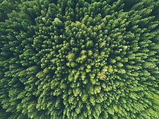 green leaf trees, Trees, Top view, Green