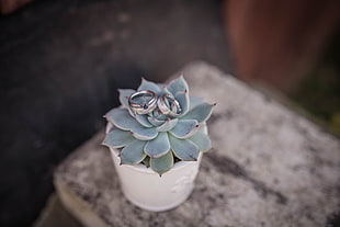 pair of gold-colored rings and green succulent
