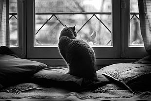 grayscale photography of cat inside house