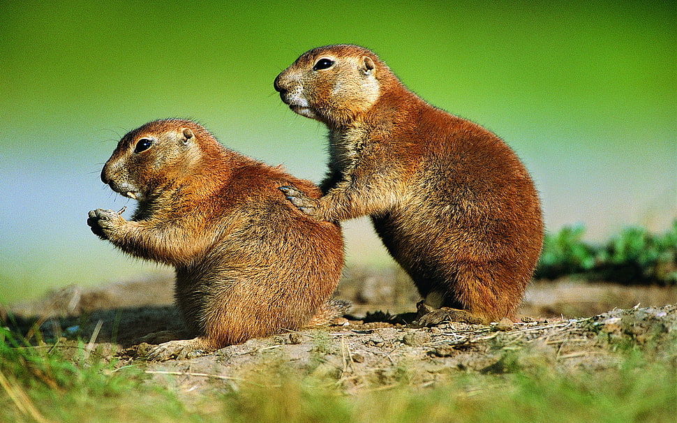 photo of two brown Beavers HD wallpaper