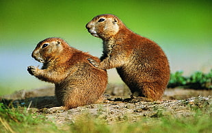 photo of two brown Beavers