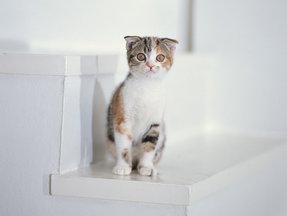 tri-color Calico Cat HD wallpaper