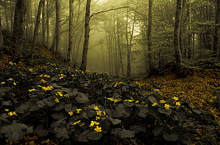 yellow petaled flowers, nature, forest