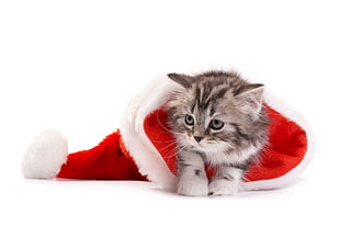 silver tabby kitten inside Santa hat
