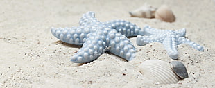 close up photo of two blue plastic starfish toys