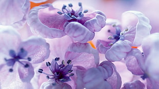 selective focus photography purple flowers HD wallpaper