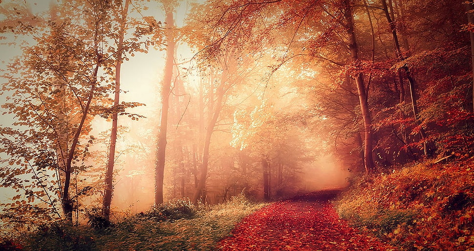 brown woods, nature, landscape, fall, forest HD wallpaper