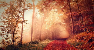brown woods, nature, landscape, fall, forest