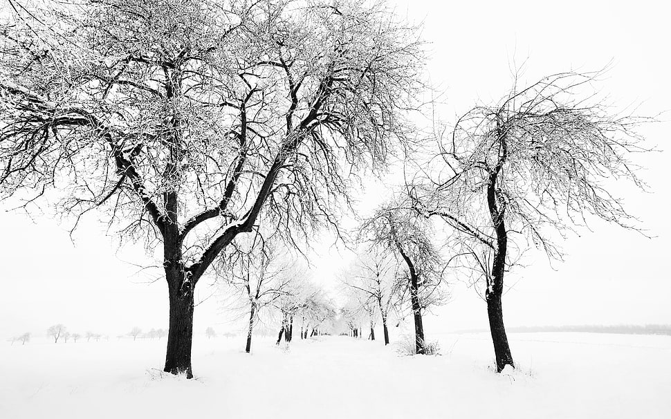 black trees, nature, landscape, winter, snow HD wallpaper