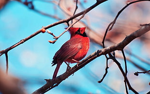 red and black bird on tree branch during daytime