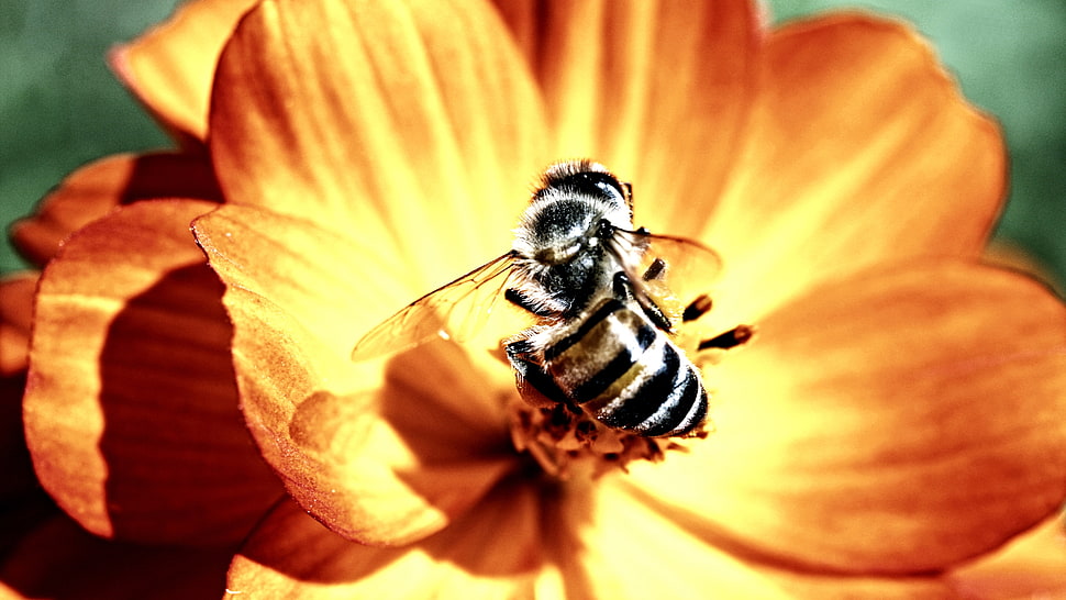 black Honeybee perched on brown petaled flower in closeup photograpy HD wallpaper