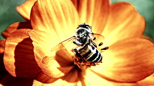 black Honeybee perched on brown petaled flower in closeup photograpy