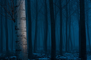 gray tree, nature, trees, forest, evening