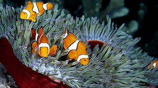 orange and white fishes, clownfish, sea anemones, coral, nature HD wallpaper