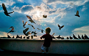 boy in black shirt walking to flock of birds HD wallpaper