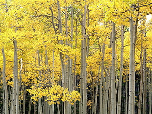 yellow leaf trees HD wallpaper