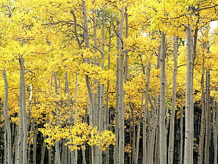 yellow leaf trees