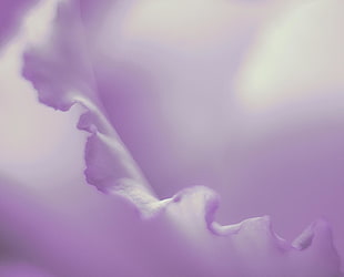 micro shot of purple flower buds