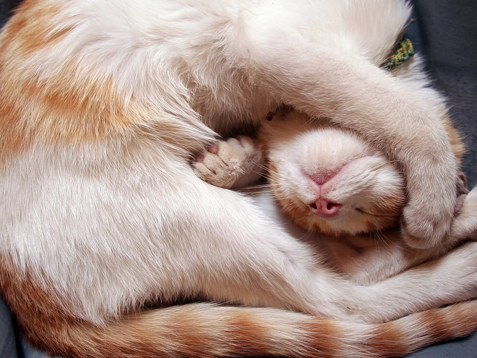 white and brown tabby cat sleeping on brow surfac HD wallpaper