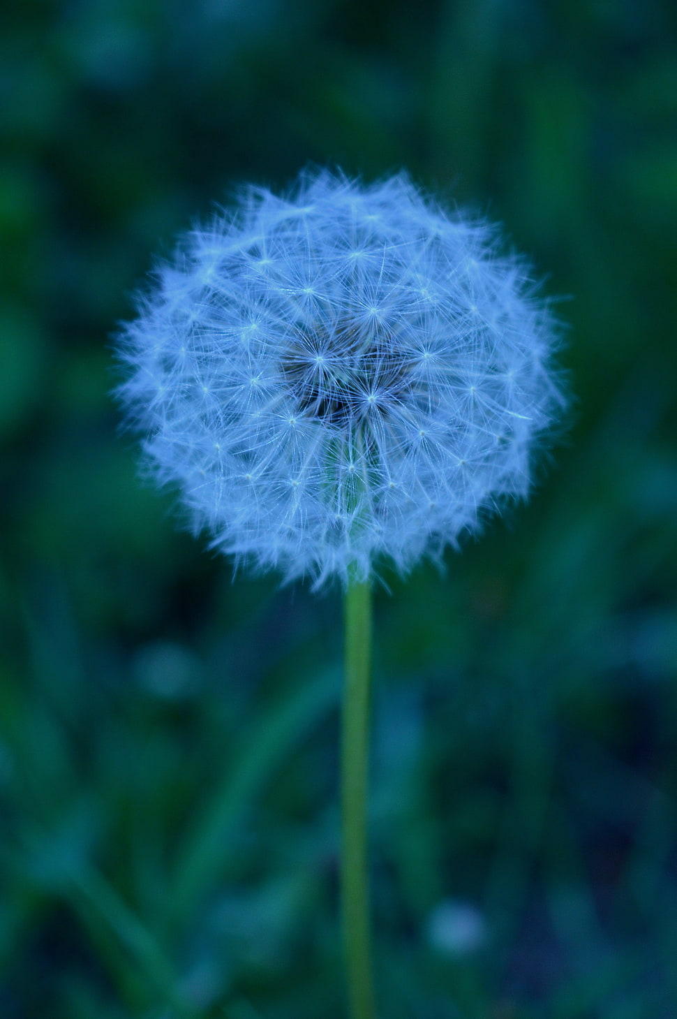 white dandelion, dandelion, flowers, macro HD wallpaper