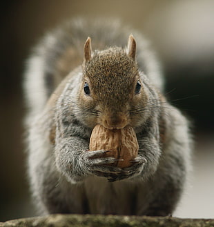 squirrel eating nuts
