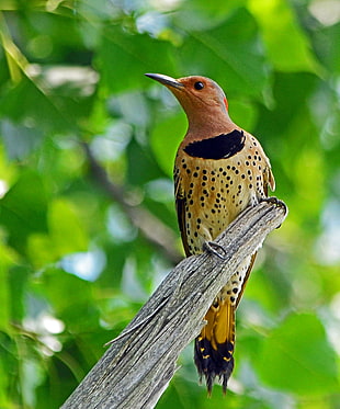 orange and black sports long-beak medium tail bird on branch, northern flicker HD wallpaper