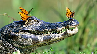 black and white crocodile