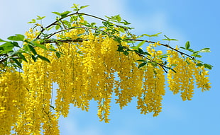yellow tree under white cloudy blue sky