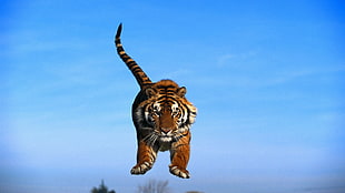 Tiger photography HD wallpaper