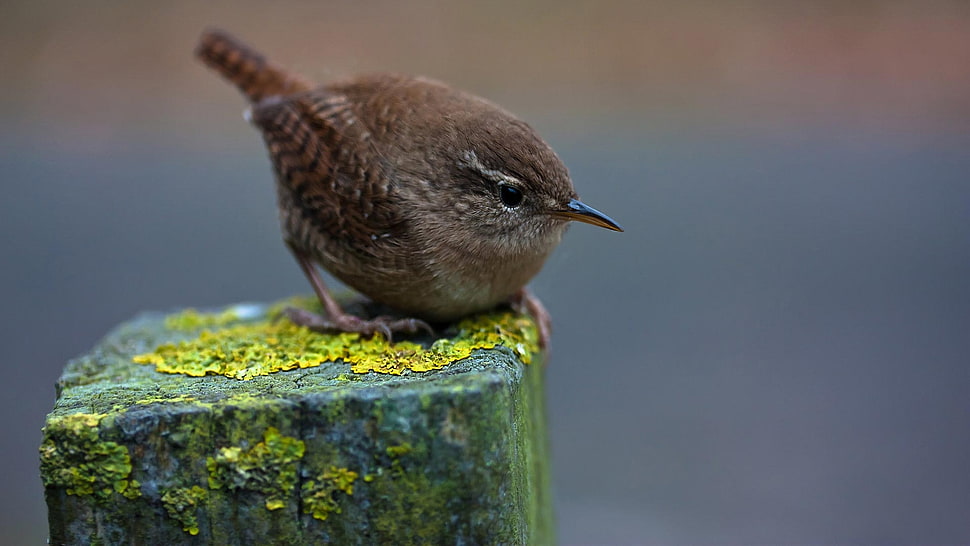 brown bird on green rock HD wallpaper